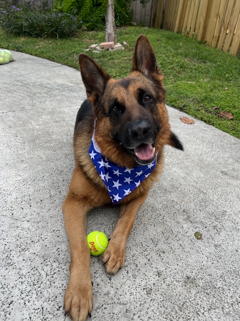 German Shepherd lying with a tennis ball between its paws
